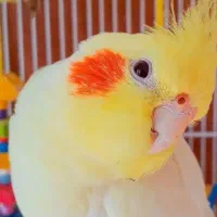 عروس هلندی نر و ماده