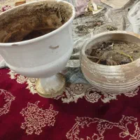 گلدون سفال|گل و گیاه طبیعی|مشهد, مصلی (کارمندان اول)|دیوار