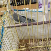 عروس هلندی|پرنده|خمینیشهر, |دیوار