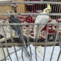 جفت عروس هلندی