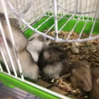 همستر کمپل|موش و خرگوش|تهران, سبلان (لشگر)|دیوار