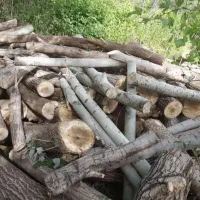 خریداره چوب های بادام گردو زرد آلو وزم ونو بید و..|خدمات باغبانی و درختکاری|ساروق, |دیوار