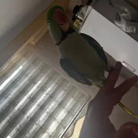 شاه طوطی
