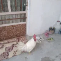 خروس گردن کلفت