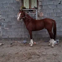 نریان کورسی