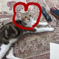 واگزاری گربه