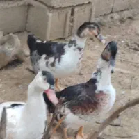 اردک دورگ هلندی هم گوشتی هم تخم میکنن