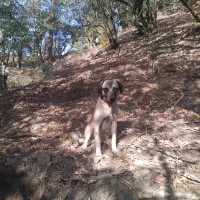 سگ المان بسیار حرفی حرف گوش کن