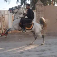 نریان|اسب و تجهیزات اسب‌سواری|قم, ارم|دیوار