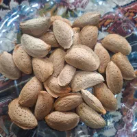 بادام سنگی