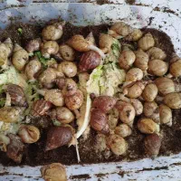 حلزون اچاتینا پرورشی با بالاترین کیفیت ممکن