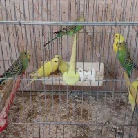 مرغ عشق هلندی و اسپانگل|پرنده|لامرد, |دیوار