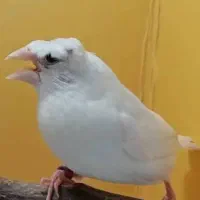 فنج