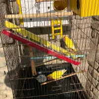 طوطی برزیلی اهلی تحویل درب منزل|پرنده|ارومیه, |دیوار