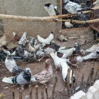 کفتر
