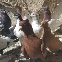 دسته کبوتر بهبهانی و شهری|پرنده|شیراز, نصر|دیوار