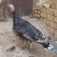 بوقلمون و غاز|حیوانات مزرعه|قم, جمکران|دیوار