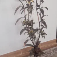 آباژور ایستاده کنار سالنی چهار شاخه سنگین وزن