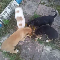 واکذاری توله نگهبان