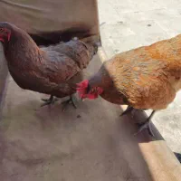۲ عدد مرغ محلی