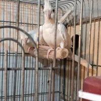 جفت آلبینو درجه یک