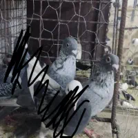 کبوتر موشی|پرنده|زاهدان, |دیوار