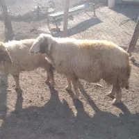گوسفند ابستن با قوچ سنجاوی