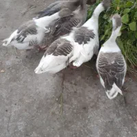 غاز محلی خوش خوراک