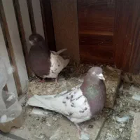 دو جفت سر سرخ ضمانتی