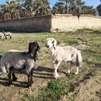 فروش قوچ بختیاری جوان درجه یک
