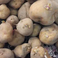 بذری ، مصرف خانواده