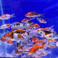 سوپر کوی دلفینی ماهی|ماهی|تهران, اسکندری|دیوار