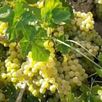 کشمشی بیدانه درجه یک اورگانیک