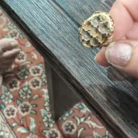 طلا ۱۰۰ بالای تابلو|جواهرات|دوگنبدان, |دیوار