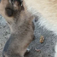 واگذاری توله سگ|سگ|آستانه اشرفیه, |دیوار