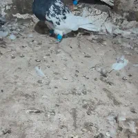 کبوترکله سیاه|پرنده|تربت جام, کلالی|دیوار