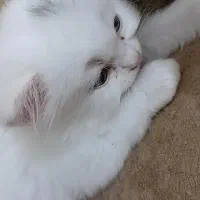 پرشین نر