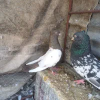 کفتر نر و ماده مست بازی کن تنگ به شرط تخم جوجه