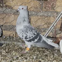 شامی دمسفید آس