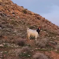 بز ترکی|حیوانات مزرعه|مسجد سلیمان, |دیوار