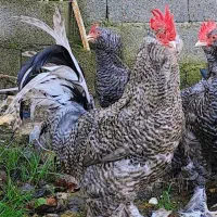 تخم نطفه دار مرندی کوکو و برهما BSO