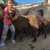 بره نر همو|حیوانات مزرعه|شیروان (خراسان), |دیوار