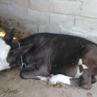 گاو و گوساله|حیوانات مزرعه|برازجان, |دیوار