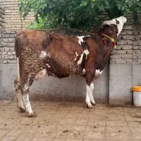 گاو مونت بیلیارد اصیل آبستن ۷ماه