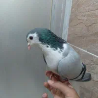 کبوتر فروشی