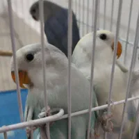 طوطی کوتوله
