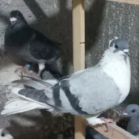 چند عدد کفتر رنگ همه نر فقط ساده سبز کاکلی ماده|پرنده|تربت‌حیدریه, فردوسی جنوبی|دیوار