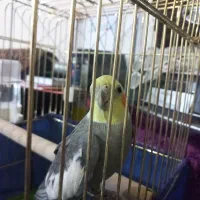 عروس هلندی|پرنده|کرمانشاه, |دیوار