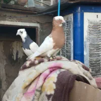 طوقی|حیوانات|شیراز, کوشک میدان|دیوار