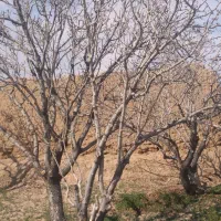 فروش باغ کوچک|فروش خانه و ویلا|امیرآباد, |دیوار